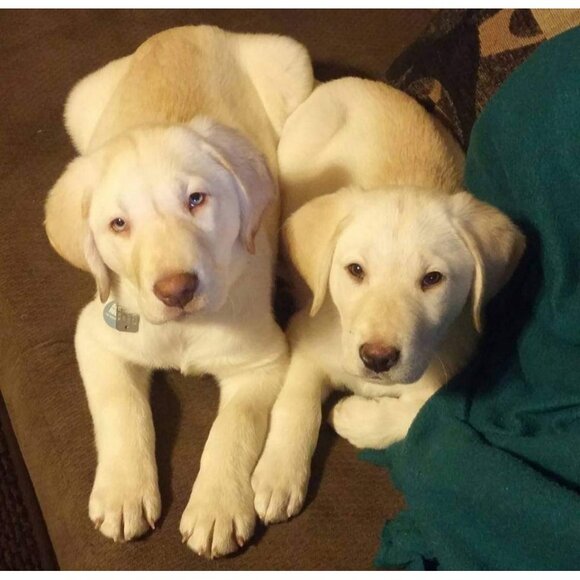 Lab Lounge Bundle - Picture 14 of 14